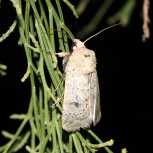 Proteuxoa hypochalchis at Ainslie, ACT - 3 Apr 2019