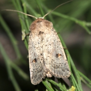 Proteuxoa hypochalchis at Ainslie, ACT - 3 Apr 2019