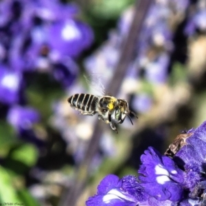 Megachile (Eutricharaea) sp. (genus & subgenus) at Macgregor, ACT - 2 Apr 2019 04:47 PM