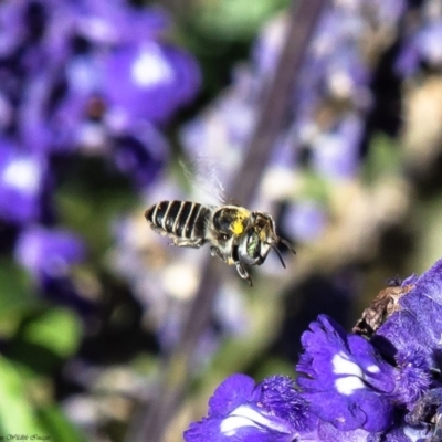 Megachile (Eutricharaea) sp. (genus & subgenus) (Leaf-cutter Bee) at Macgregor, ACT - 2 Apr 2019 by Roger