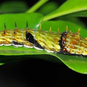 Papilio aegeus at Acton, ACT - 4 Apr 2019