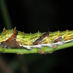 Papilio aegeus at Acton, ACT - 4 Apr 2019