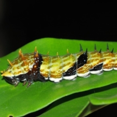 Papilio aegeus at Acton, ACT - 4 Apr 2019