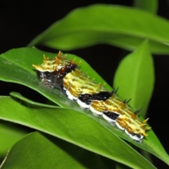 Papilio aegeus at Acton, ACT - 4 Apr 2019