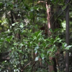 Papilio aegeus at Acton, ACT - 4 Apr 2019