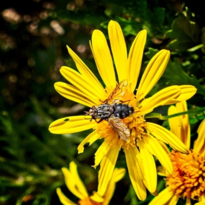 Tachinidae (family) (Unidentified Bristle fly) at Banks, ACT - 4 Apr 2019 by UserfaKgHkxs