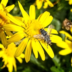 Tachinidae (family) at Banks, ACT - 4 Apr 2019