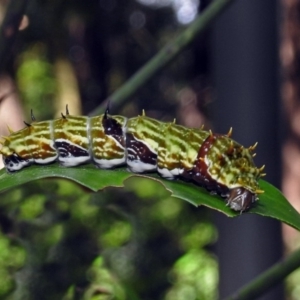 Papilio aegeus at Acton, ACT - 3 Apr 2019