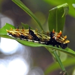 Papilio aegeus at Acton, ACT - 3 Apr 2019