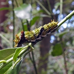 Papilio aegeus at Acton, ACT - 3 Apr 2019