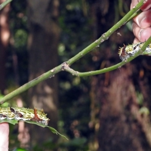 Papilio aegeus at Acton, ACT - 3 Apr 2019