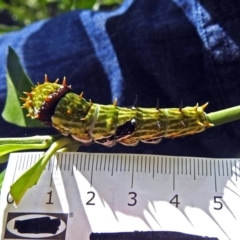 Papilio aegeus at Acton, ACT - 3 Apr 2019