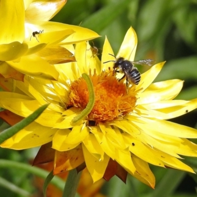 Pseudoanthidium (Immanthidium) repetitum (African carder bee, Megachild bee) at ANBG - 3 Apr 2019 by RodDeb