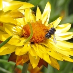 Pseudoanthidium (Immanthidium) repetitum at Acton, ACT - 3 Apr 2019 12:10 PM