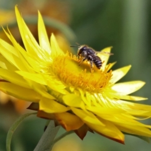 Pseudoanthidium (Immanthidium) repetitum at Acton, ACT - 3 Apr 2019