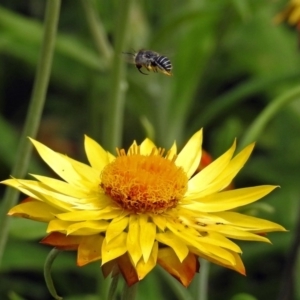 Pseudoanthidium (Immanthidium) repetitum at Acton, ACT - 3 Apr 2019