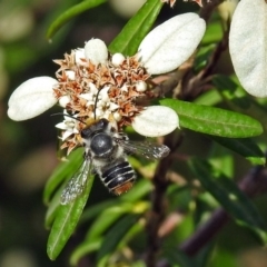 Megachile (Eutricharaea) maculariformis (Gold-tipped leafcutter bee) at Acton, ACT - 3 Apr 2019 by RodDeb