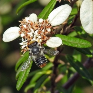 Megachile (Eutricharaea) maculariformis at Acton, ACT - 3 Apr 2019