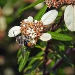 Megachile (Eutricharaea) maculariformis at Acton, ACT - 3 Apr 2019