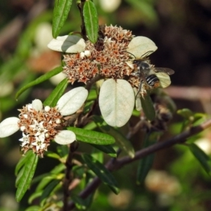 Megachile (Eutricharaea) maculariformis at Acton, ACT - 3 Apr 2019