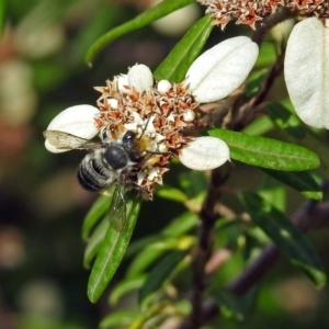 Megachile (Eutricharaea) maculariformis at Acton, ACT - 3 Apr 2019