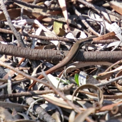 Morethia boulengeri (Boulenger's Skink) at ANBG - 3 Apr 2019 by RodDeb