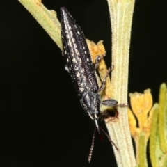 Rhinotia sp. in semipunctata group (A belid weevil) at Acton, ACT - 1 Apr 2019 by jb2602