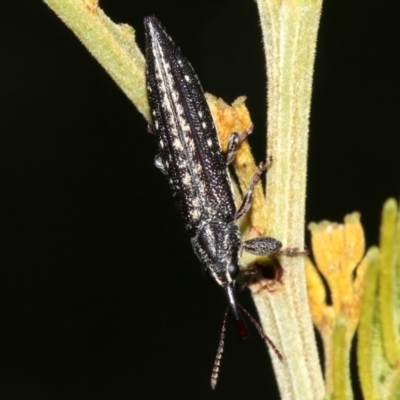 Rhinotia sp. in semipunctata group (A belid weevil) at Acton, ACT - 1 Apr 2019 by jbromilow50