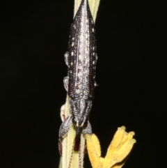 Rhinotia sp. in semipunctata group at Acton, ACT - 1 Apr 2019 01:17 PM