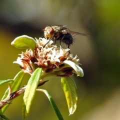 Tachinidae (family) (Unidentified Bristle fly) at ANBG - 3 Apr 2019 by RodDeb