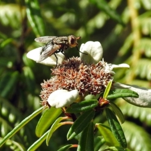 Tachinidae (family) at Acton, ACT - 3 Apr 2019 12:28 PM