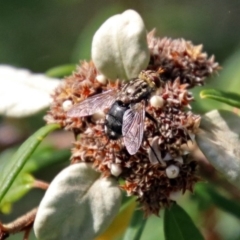 Tachinidae (family) at Acton, ACT - 3 Apr 2019 12:28 PM