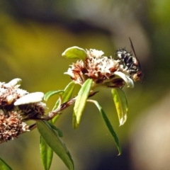 Tachinidae (family) at Acton, ACT - 3 Apr 2019 12:28 PM