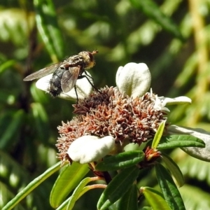 Tachinidae (family) at Acton, ACT - 3 Apr 2019 12:28 PM