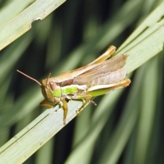 Bermius brachycerus (A grasshopper) at ANBG - 3 Apr 2019 by RodDeb