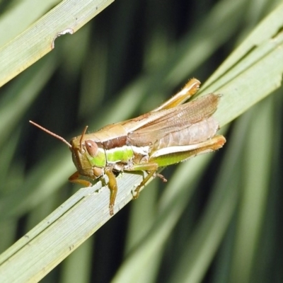 Bermius brachycerus (A grasshopper) at ANBG - 3 Apr 2019 by RodDeb