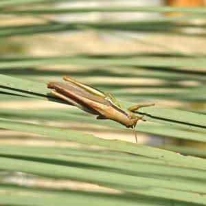 Bermius brachycerus at Acton, ACT - 3 Apr 2019