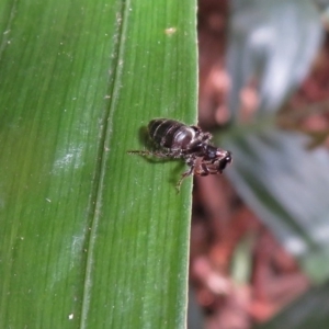 Tiphiidae sp. (family) at Acton, ACT - 3 Apr 2019