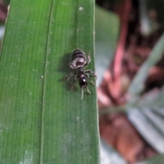 Tiphiidae (family) at Acton, ACT - 3 Apr 2019