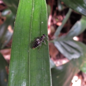 Tiphiidae (family) at Acton, ACT - 3 Apr 2019