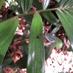 Tiphiidae (family) at Acton, ACT - 3 Apr 2019