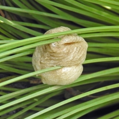 Mantidae - egg case (family) (Egg case of praying mantis) at Acton, ACT - 3 Apr 2019 by RodDeb