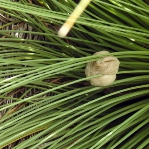 Mantidae - egg case (family) at Acton, ACT - 3 Apr 2019 01:58 PM