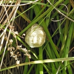 Mantidae - egg case (family) at Acton, ACT - 3 Apr 2019 01:58 PM