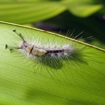 Orgyia anartoides (Painted Apple Moth) at Acton, ACT - 3 Apr 2019 by RodDeb