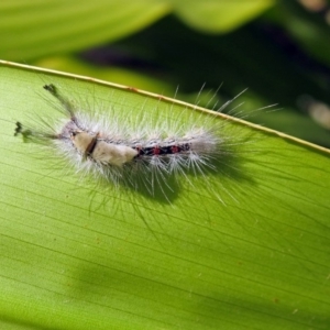 Orgyia anartoides at Acton, ACT - 3 Apr 2019 02:01 PM