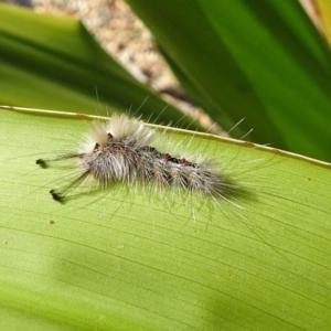 Orgyia anartoides at Acton, ACT - 3 Apr 2019