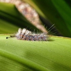 Orgyia anartoides at Acton, ACT - 3 Apr 2019