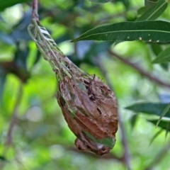 Dichocrocis clytusalis (Kurrajong Leaf-tier, Kurrajong Bag Moth) at ANBG - 3 Apr 2019 by RodDeb