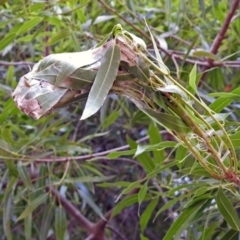 Dichocrocis clytusalis at Acton, ACT - 3 Apr 2019